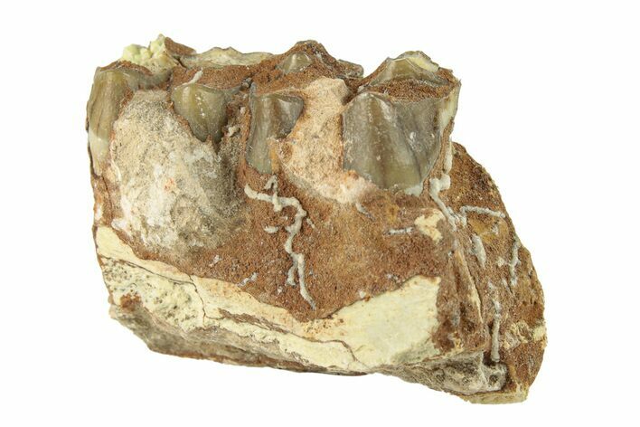 Oreodont (Merycoidodon) Jaw Section - South Dakota #268805